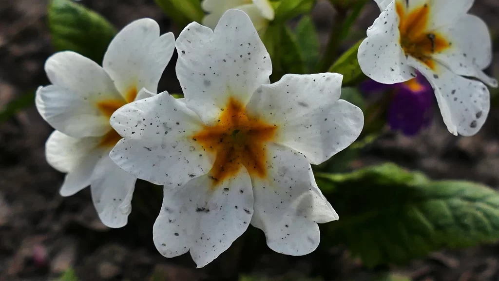 White Primrose Yellow Center Speckled Petals