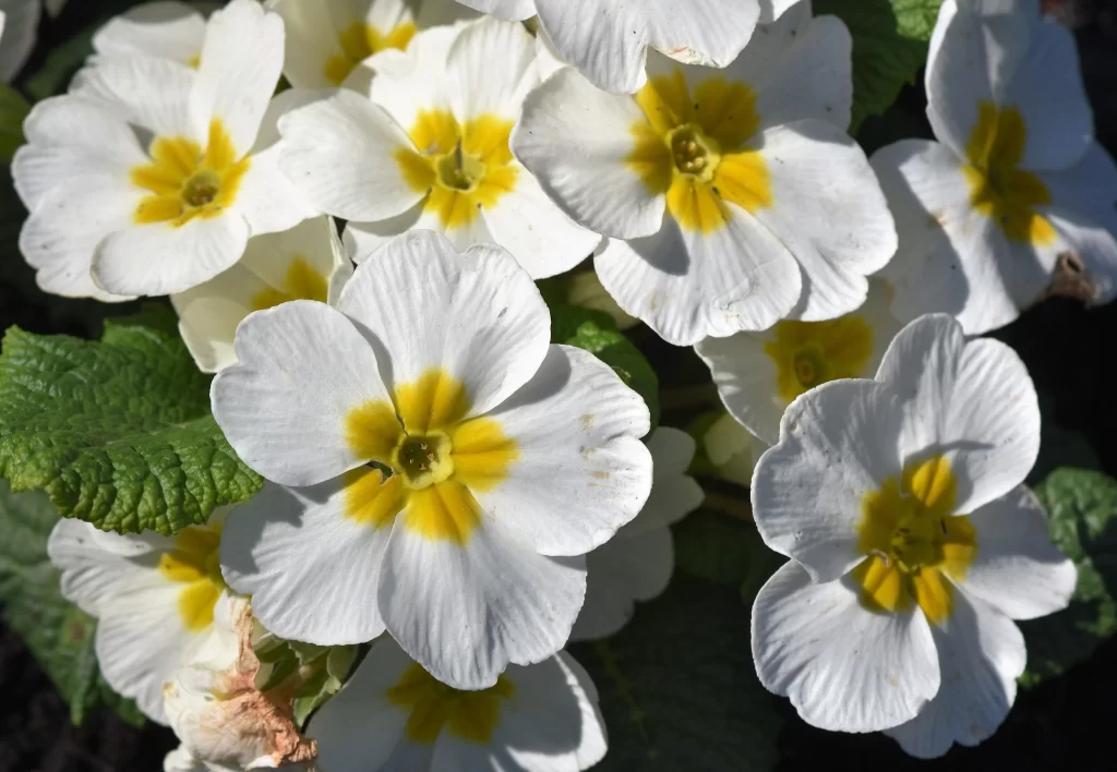 White Primrose Yellow Center Petals Green gray Leaves