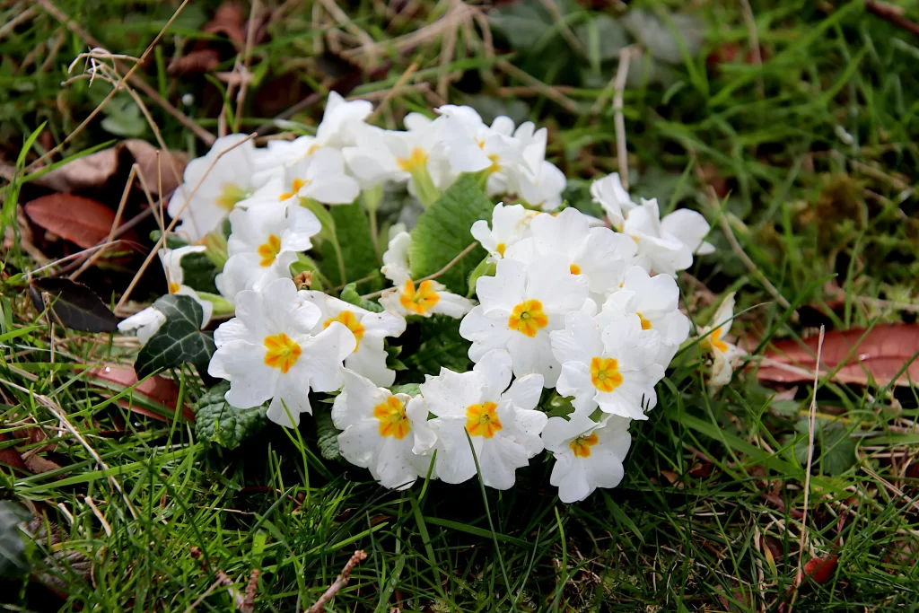 White Primrose Yellow Center Petals Green gray Leaves