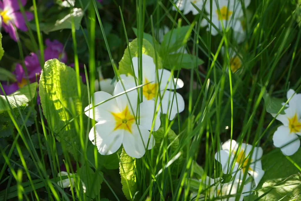 White Primrose Yellow Center Petals Green warm Leaves