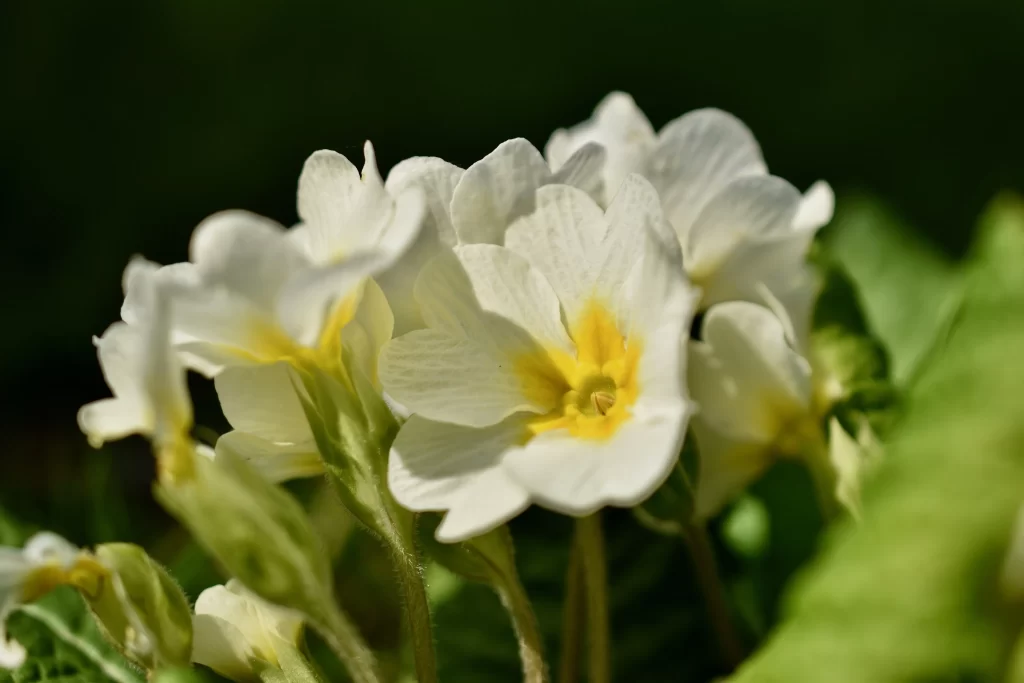 White Primrose Yellow Center Petals Green warm Leaves