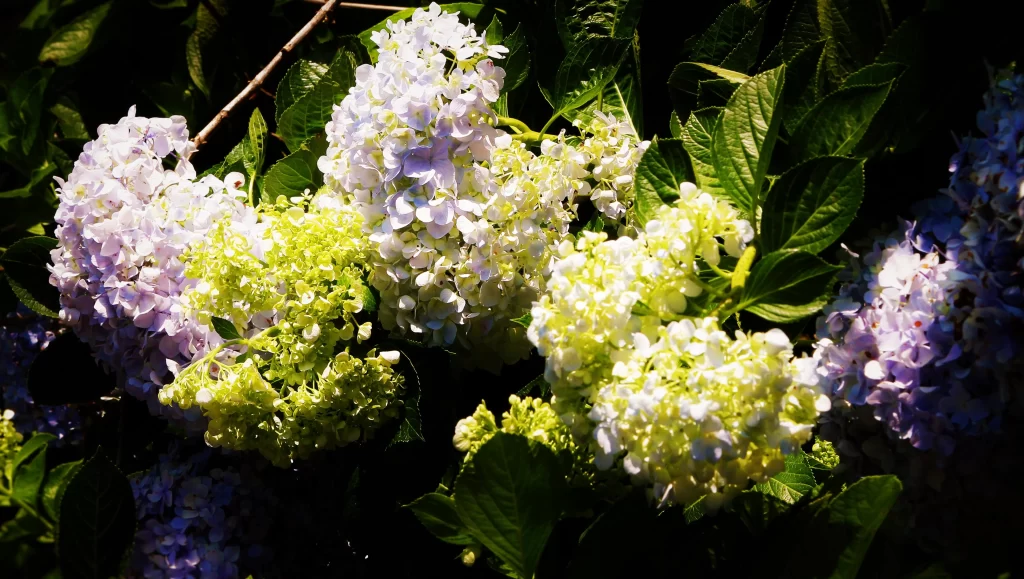 White Purple Hydrangea Blooms Petals Green Leaves