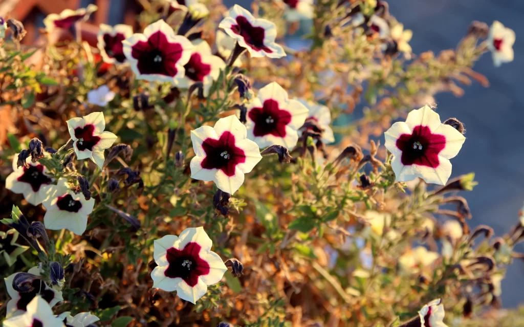 White Purple Morning Glory Petals Blooming