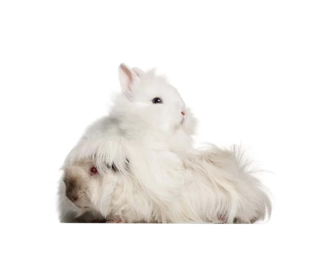 White Rabbit Guinea Pig Soft Fur