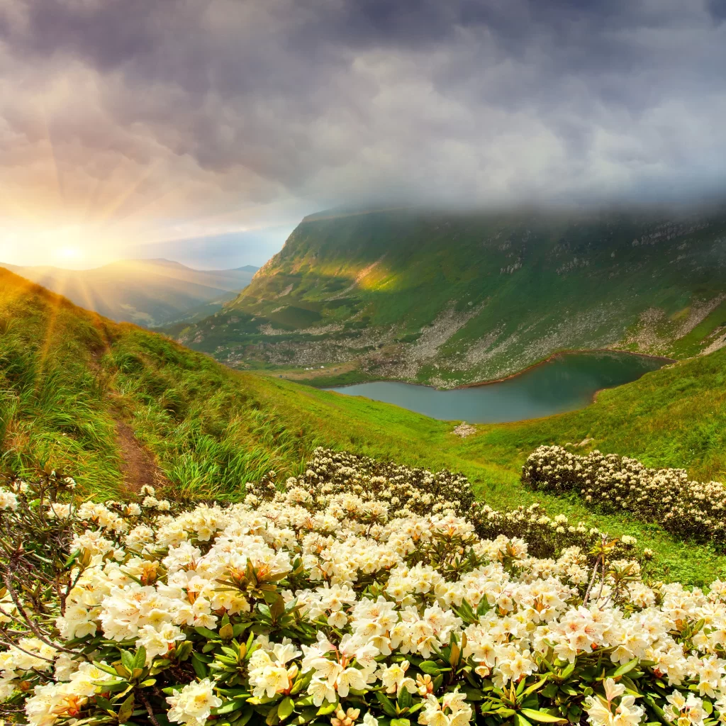 White Rhododendron Blooms Greenery Sunlight Mountain