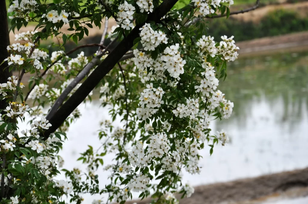 White Rose Blossom Petals Green gray Leaves