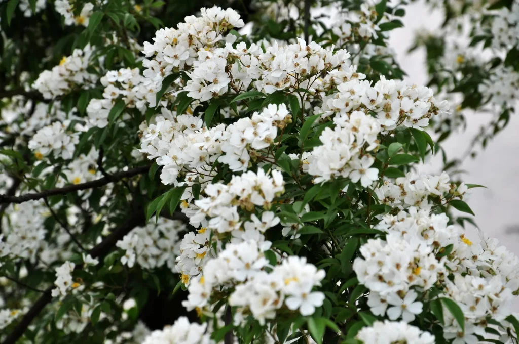 White Rose Blossom Petals Green gray Leaves