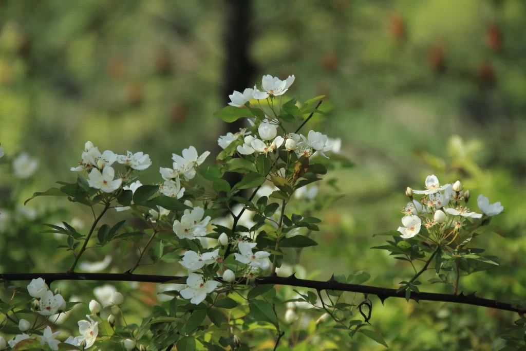 White Rose Blossom Petals Green Leaves Thorns