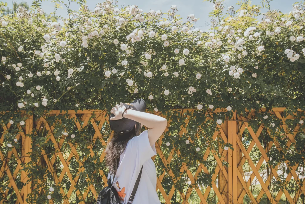 White Rose Bush Blooming Fence