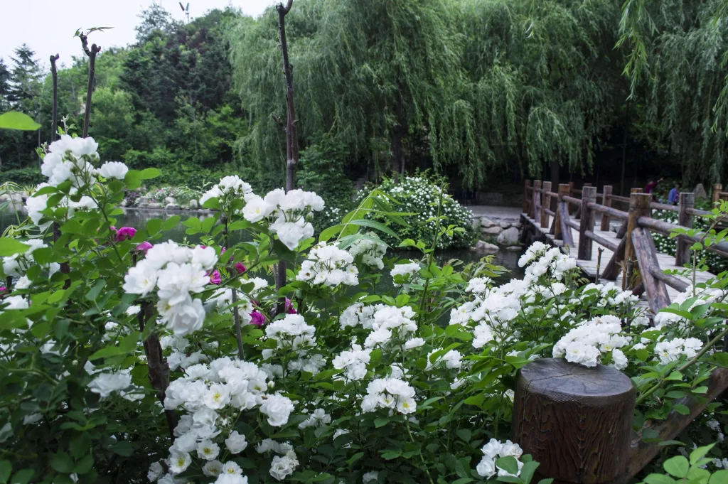 White Rose Bush Petals Green Leaves