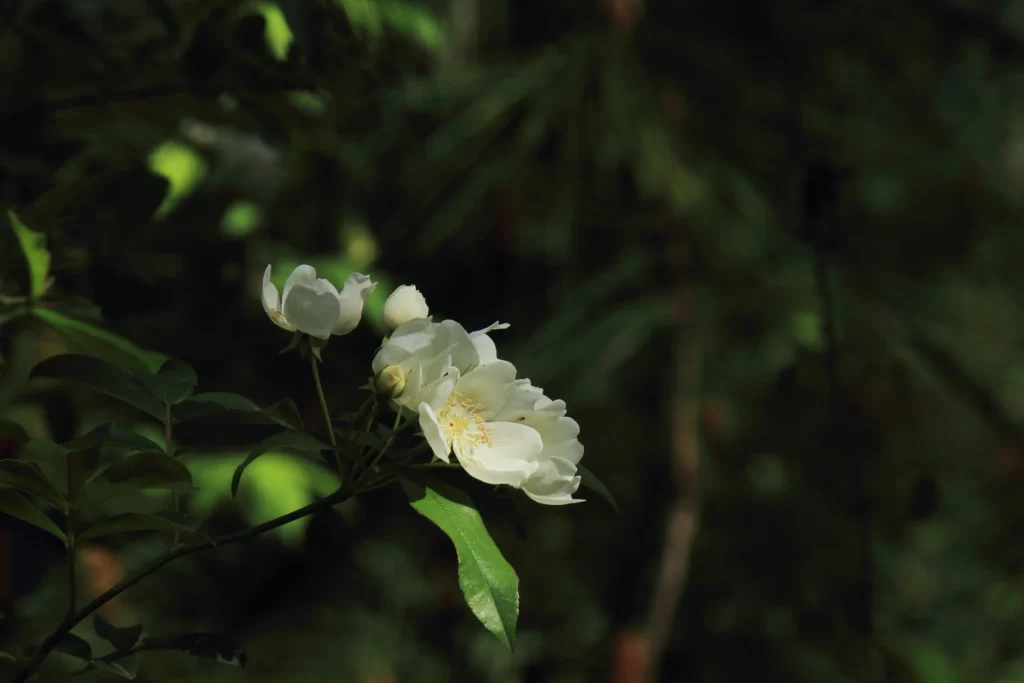 White Rose Petals Green dark Leaves