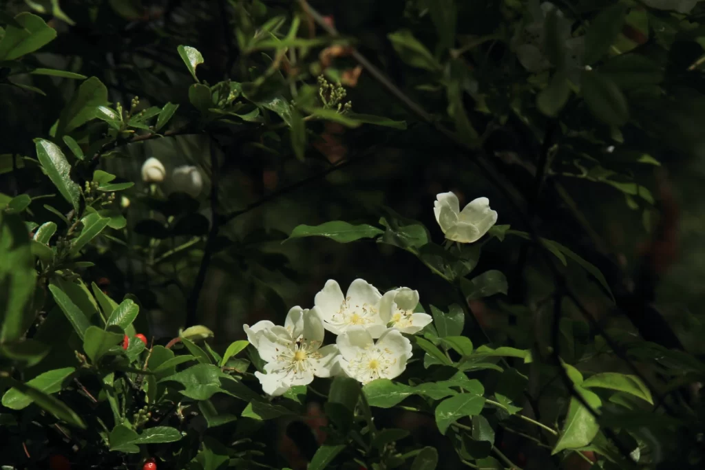 White Rose Petals Green dark Leaves