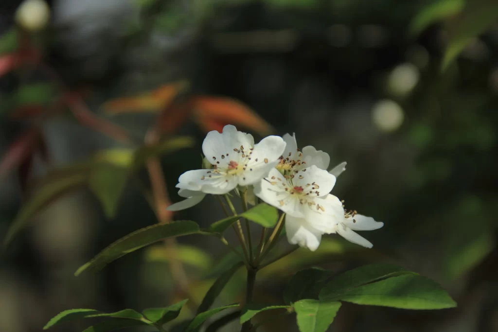 White Rose Petals Green dark Leaves