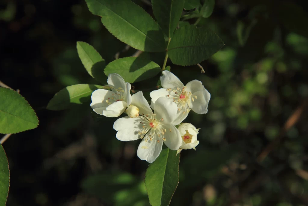 White Rose Petals Green dark Leaves