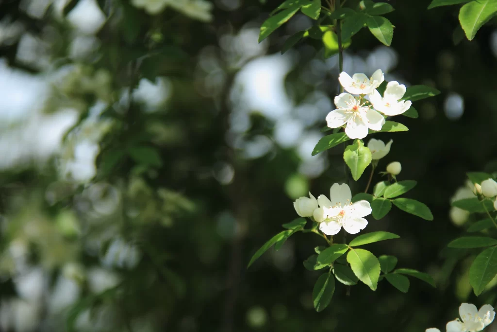 White Rose Petals Green gray Leaves