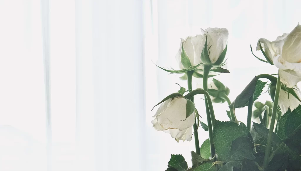 White Rose Petals Green Leaves