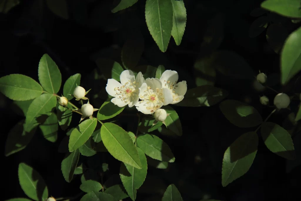 White Rose Petals Leaves Buds