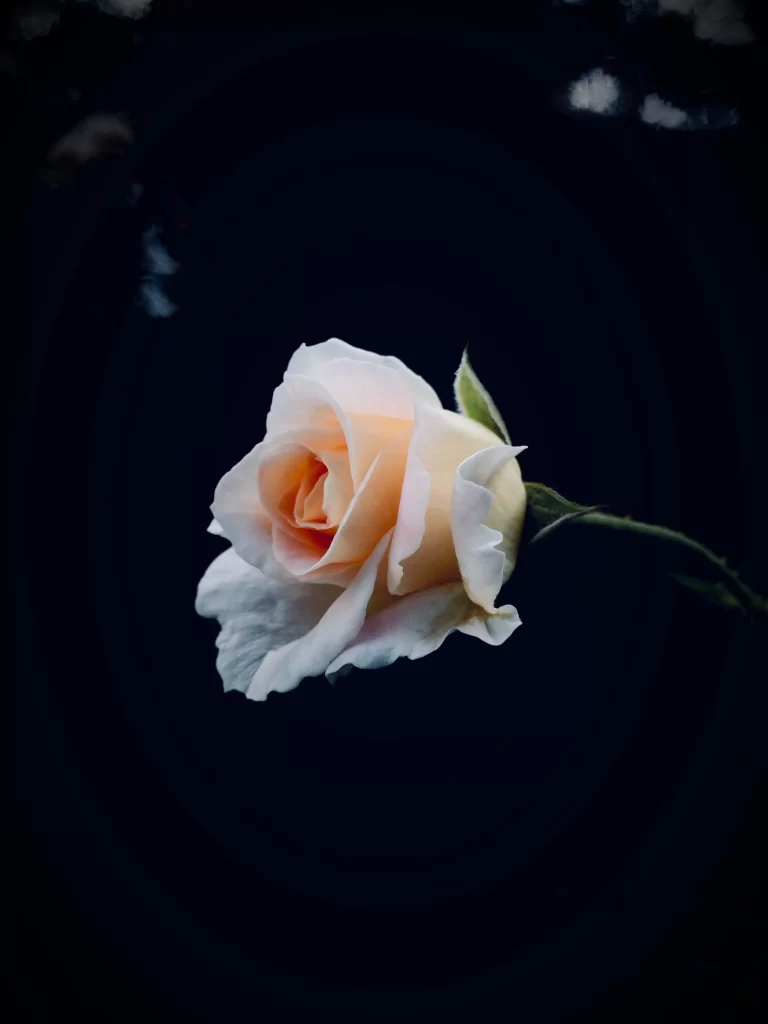 White Rose Petals Softness Delicate