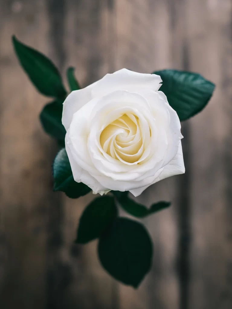 White Rose Petals Spiral Green Leaves