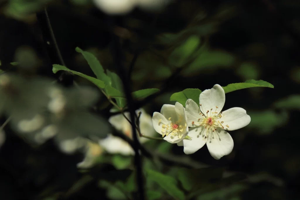 White Rose Petals Yellow Stamens Green dark Leaves