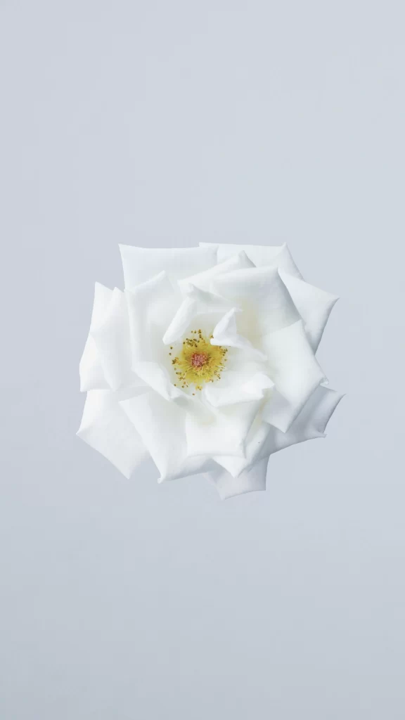 White Rose Petals Yellow Center