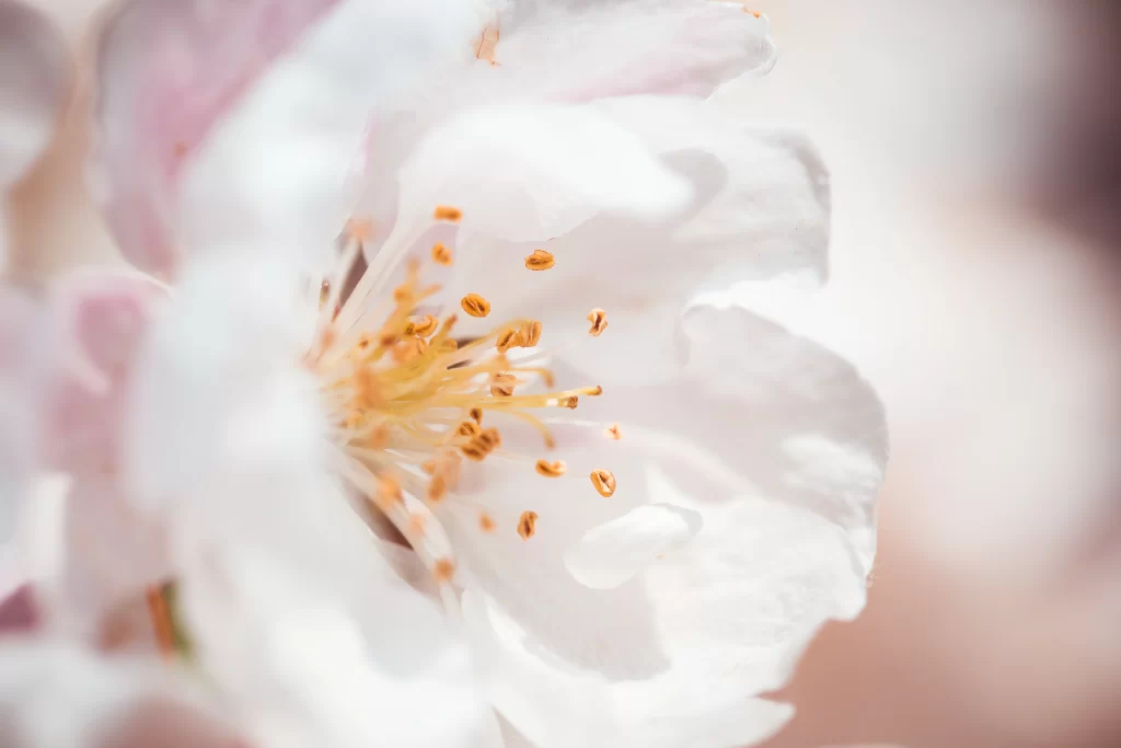 White Rose Petals Yellow Stamen Delicate