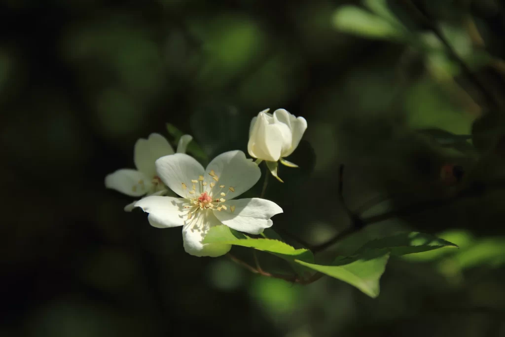 White Rose Petals Yellow Stamens Green dark Leaves