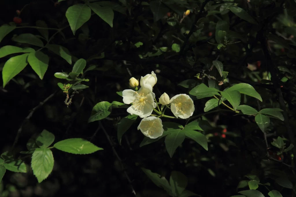 White Rose Petals Yellow Stamens Green dark Leaves