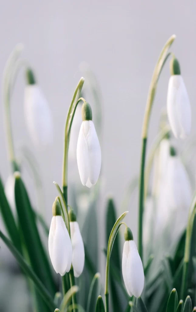 White Snowdrop Delicate Petals Green Stems