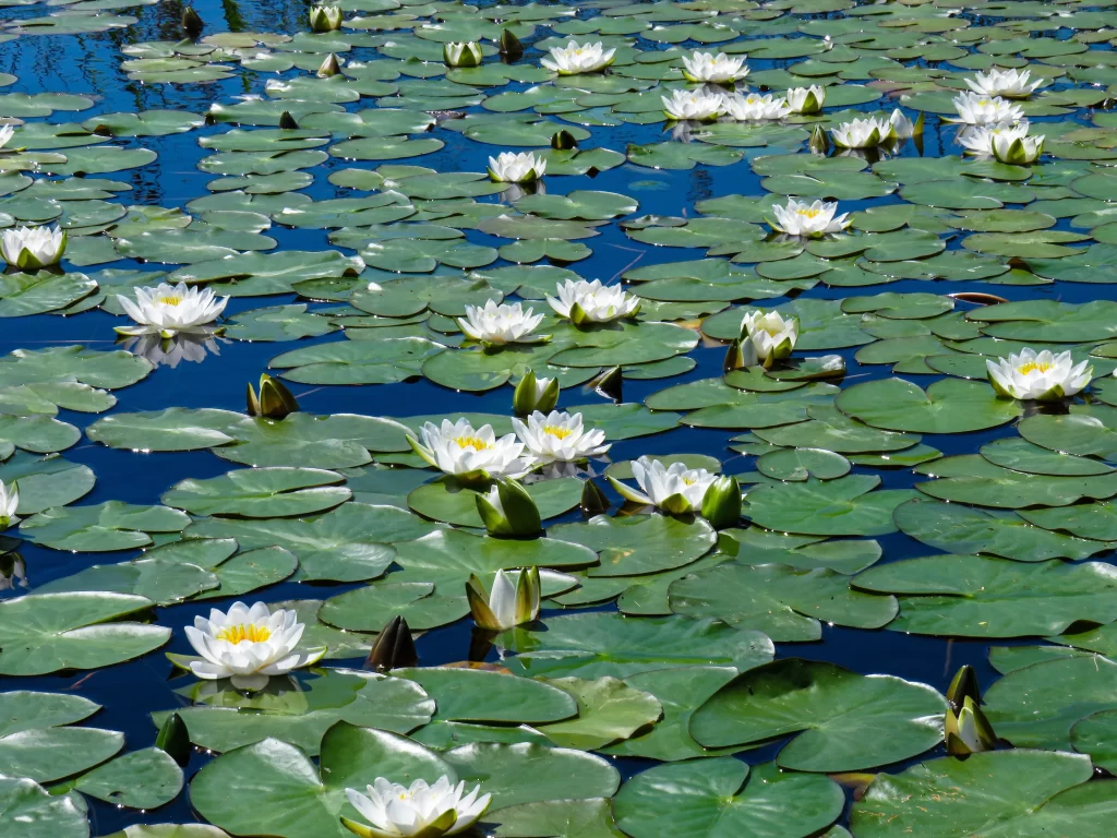 White Water Lily Blooms Green Leaves Blue Water