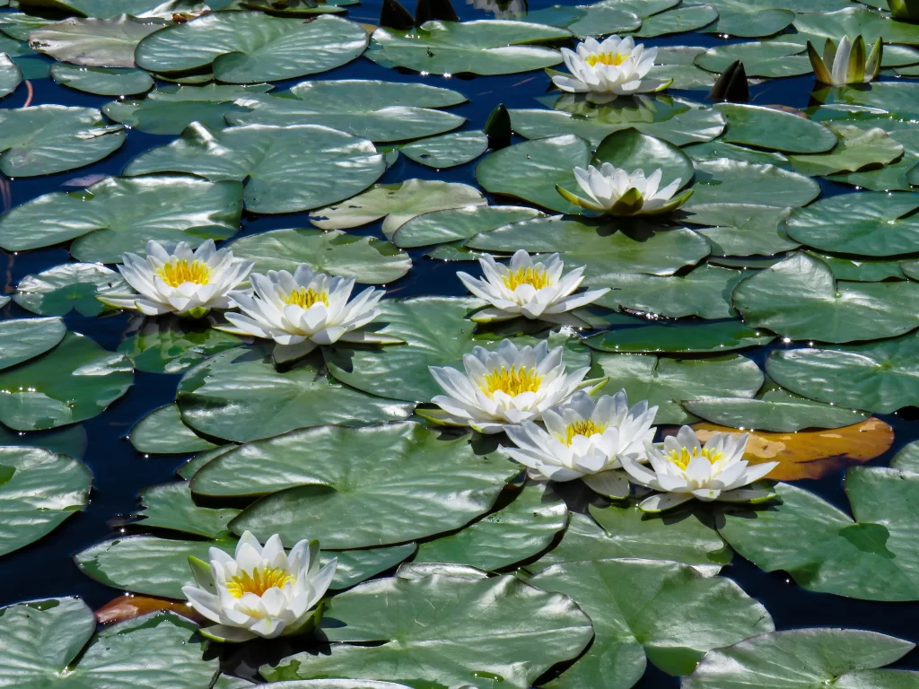 White Water Lily Blooms Petals Green Leaves