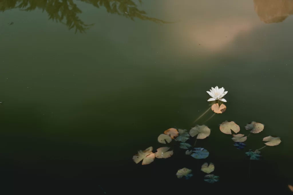 White Water Lily Petals Green Leaves gray Pond