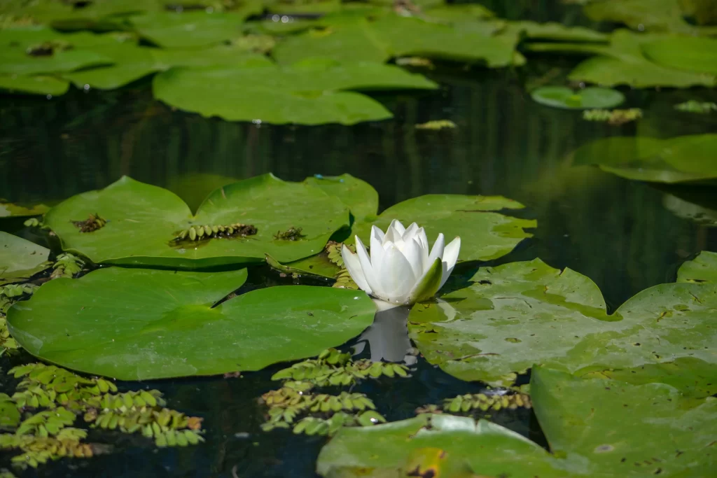 White Water Lily Petals Green Leaves warm Pond
