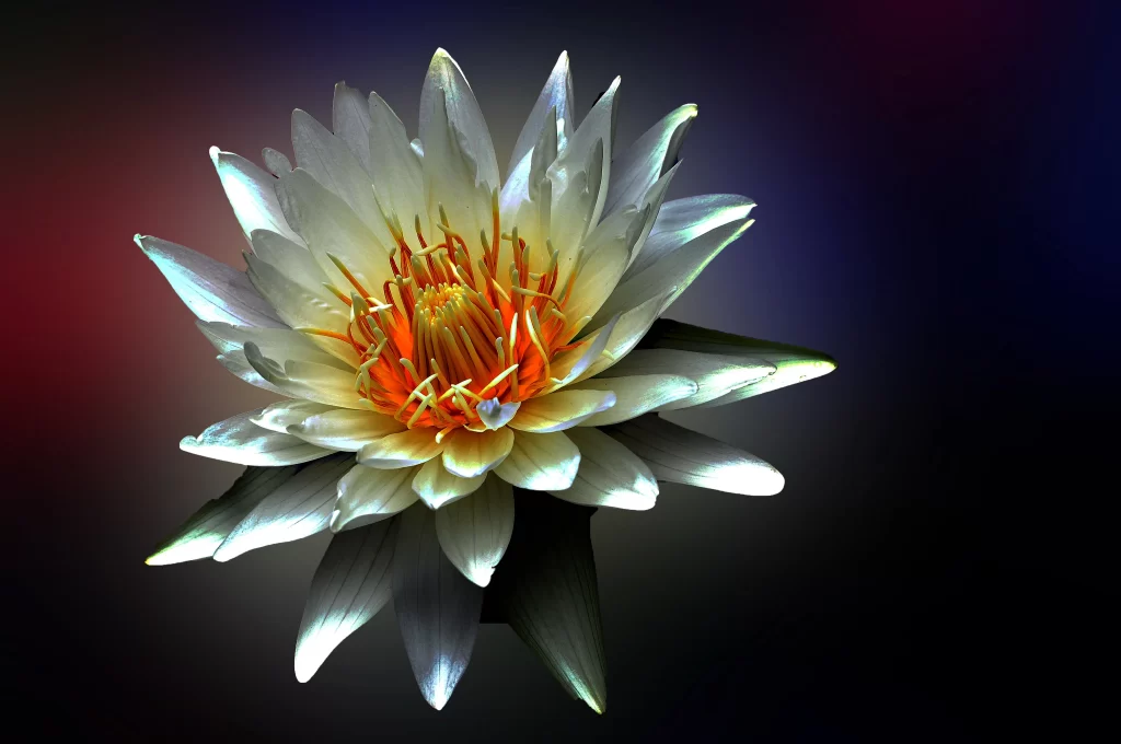 White Water Lily Petals Orange Center