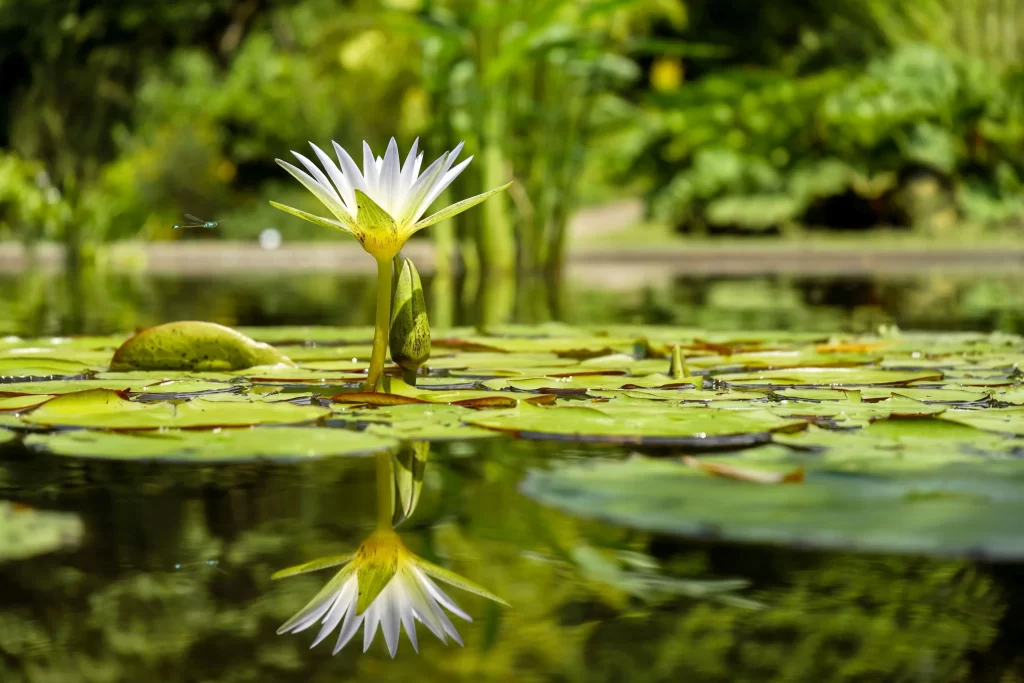 White Water Lily Petals Reflection Greenery