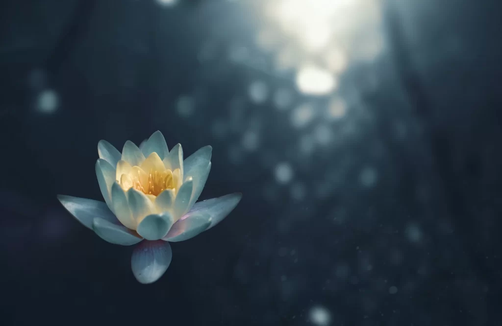 White Water Lily Petals Yellow Center
