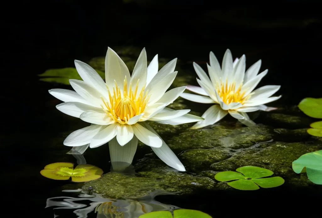 White Water Lily Petals Yellow Center Green gray Leaves