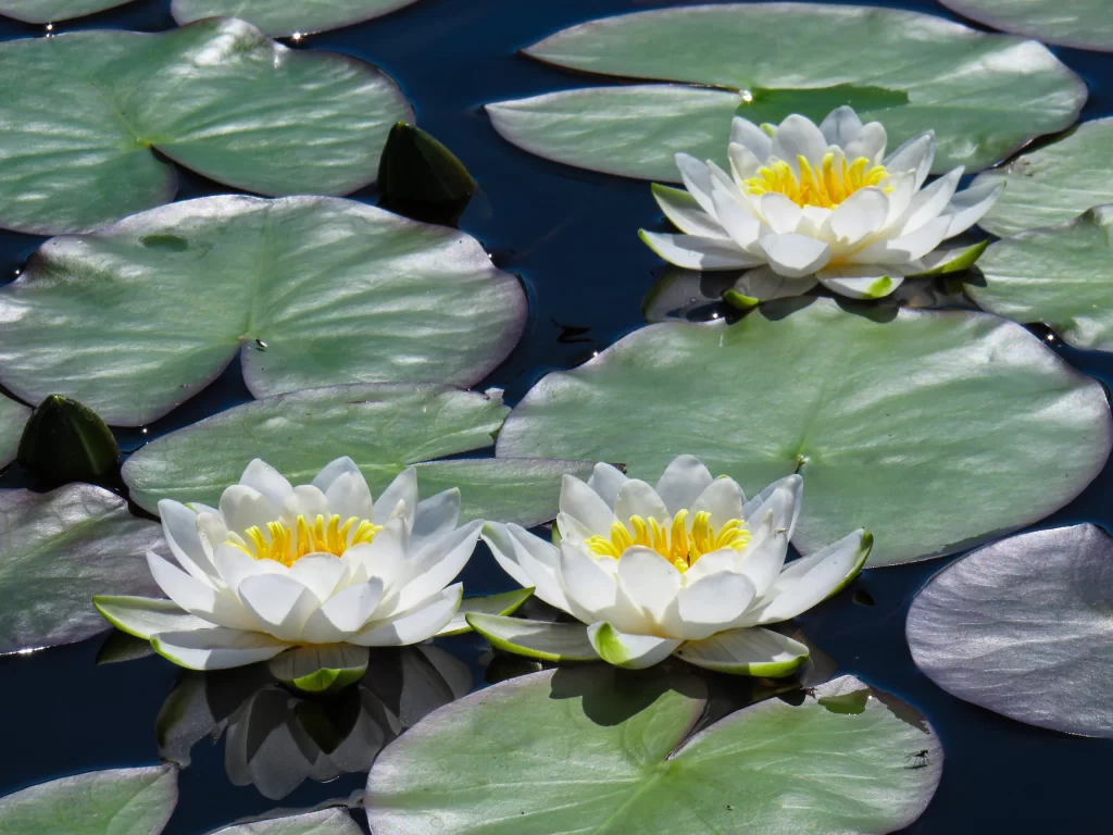 White Water Lily Petals Yellow Center Green gray Leaves