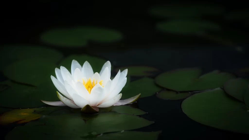 White Water Lily Petals Yellow Center Green dark Leaves