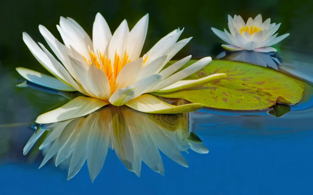 White Water Lily Petals Yellow Center Reflection