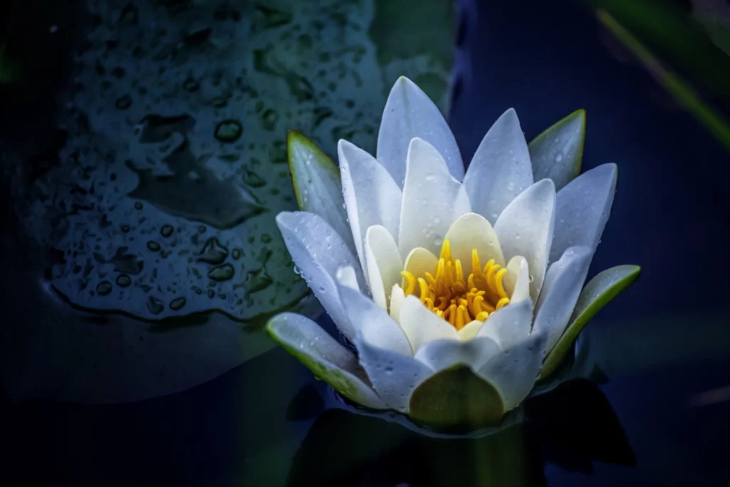 White Water Lily Petals Yellow Center Dewdrops