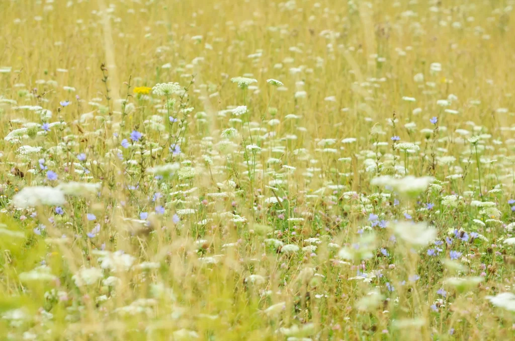 White Wildflower Yellow Grass Blue Blossom