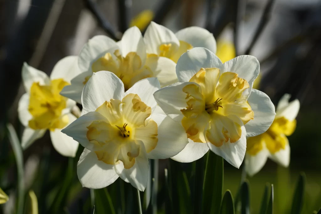 White Yellow Daffodil Petals Sunlight Blooming