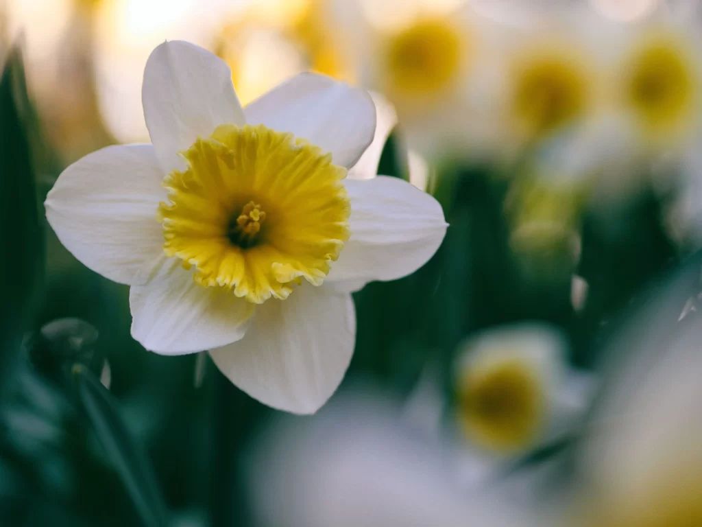 White Yellow Daffodil Petals Center Sunlight