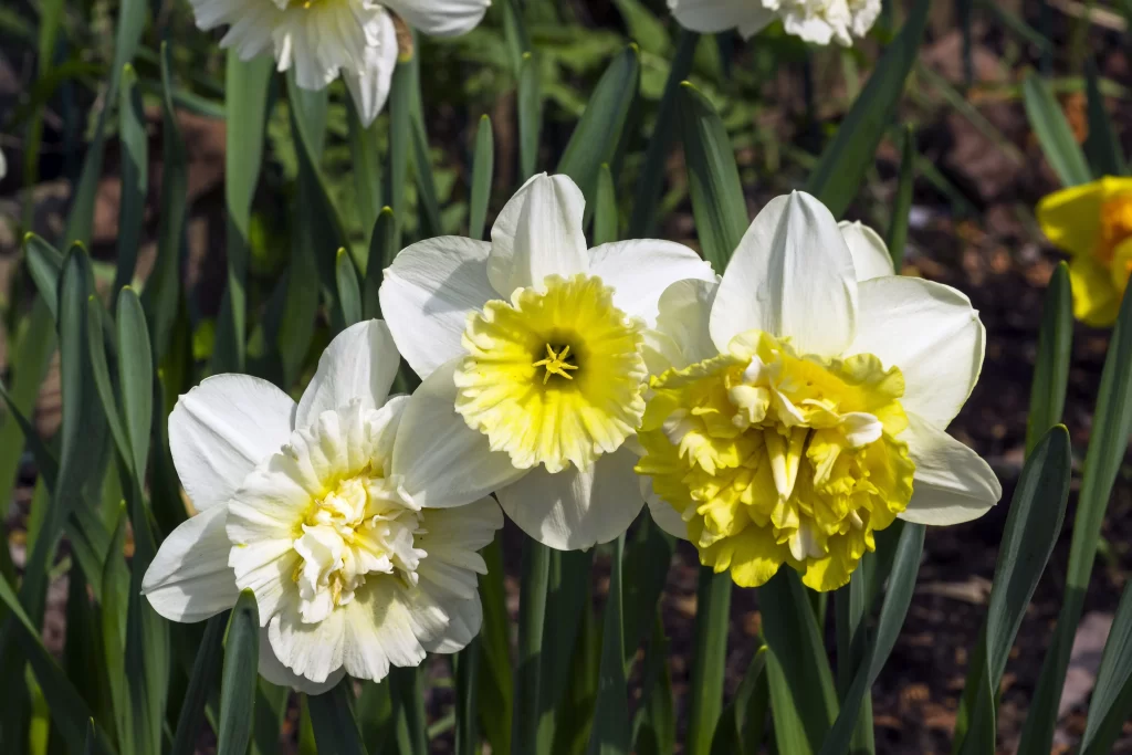 White Yellow Daffodil Petals Sunlit Garden