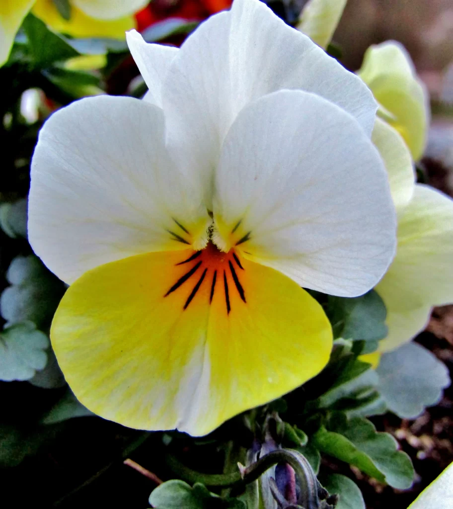 White Yellow Pansy Petals Bright Center