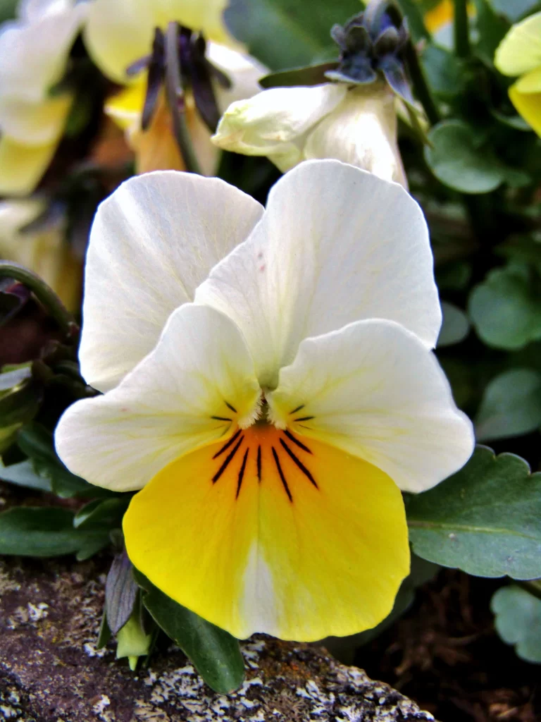 White Yellow Pansy Petals Center Lines