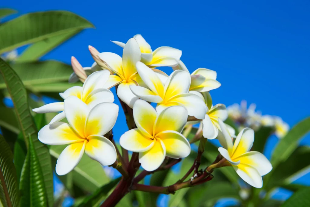 White Yellow Petals Bright Blue Sky