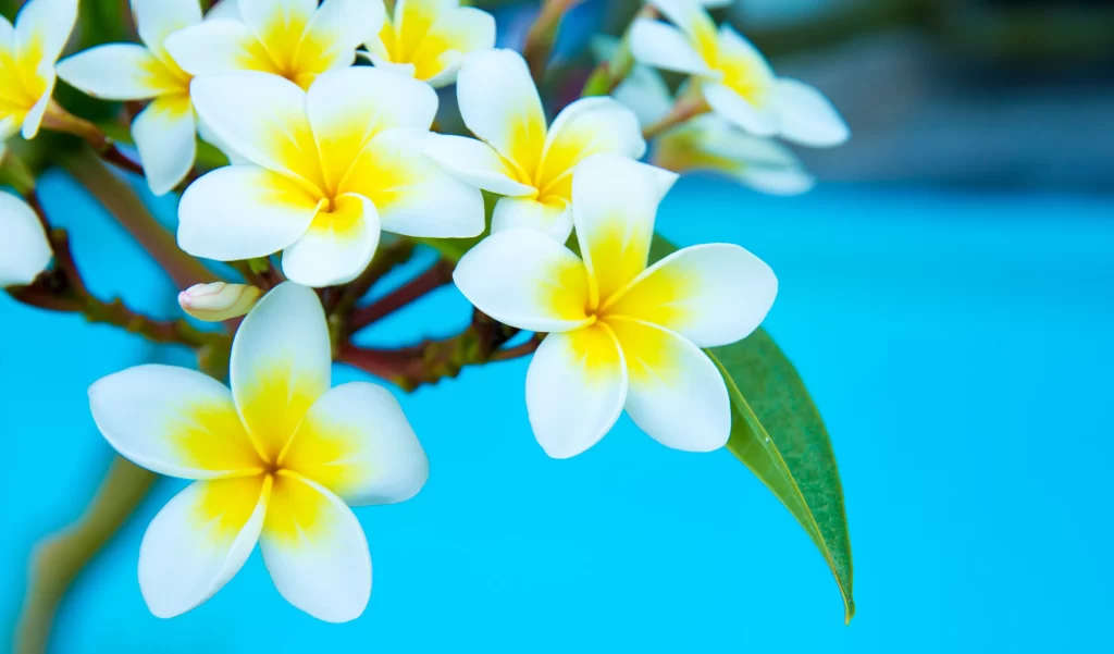 White Yellow Petals Bright Green Leaves