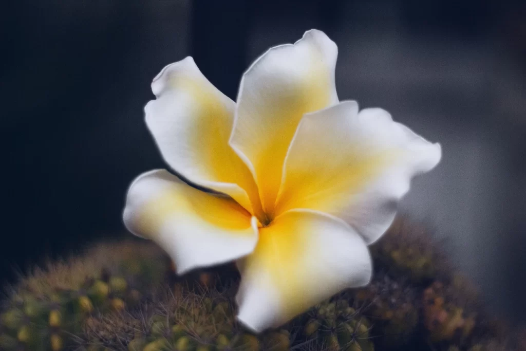 White Yellow Petals Cactus